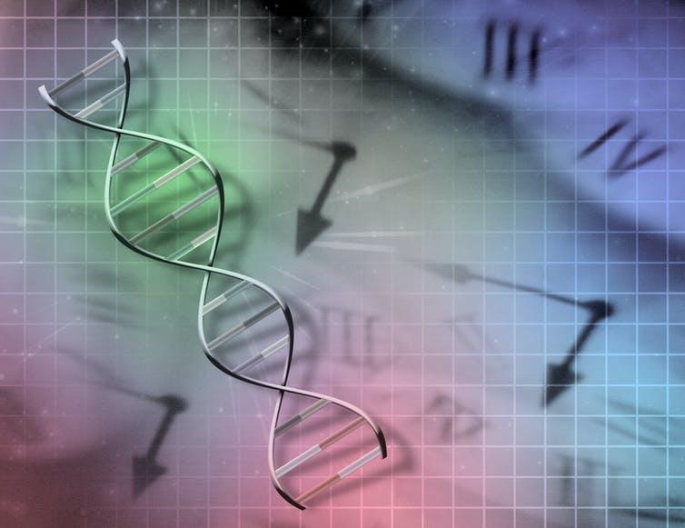 Los relojes epigenéticos revelan que podríamos estar envejeciendo demasiado rápido