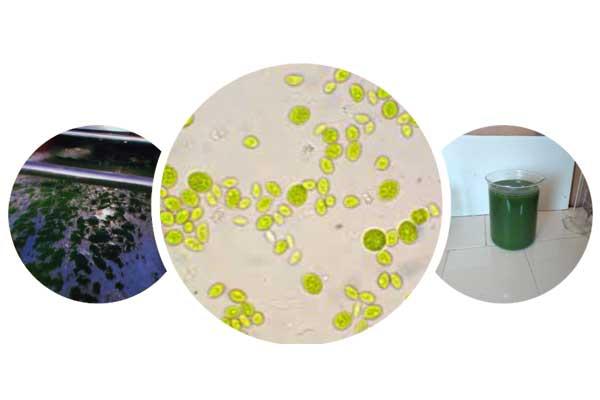 Microalgas en estanque, microalgas en microscopio, macerado de microalgas