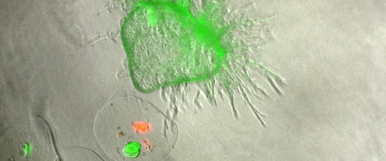 Académico incorpora la tecnología 3D para el estudio del cáncer en el INTA