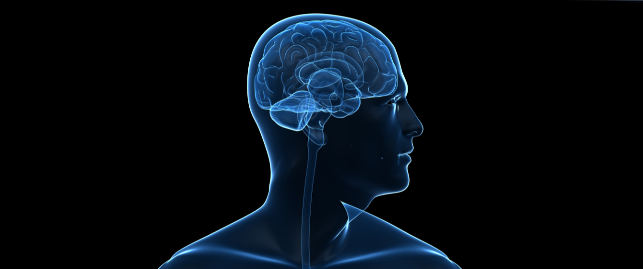 Investigadores del INTA Uchile identifican un posible programa antisenescencia cerebral regulado por microARNs exosomales derivados del hipotálamo