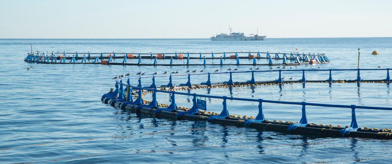Subproductos de pescado: una alternativa sostenible para la producción de aceites y concentrados de ácidos grasos omega-3 EPA y DHA