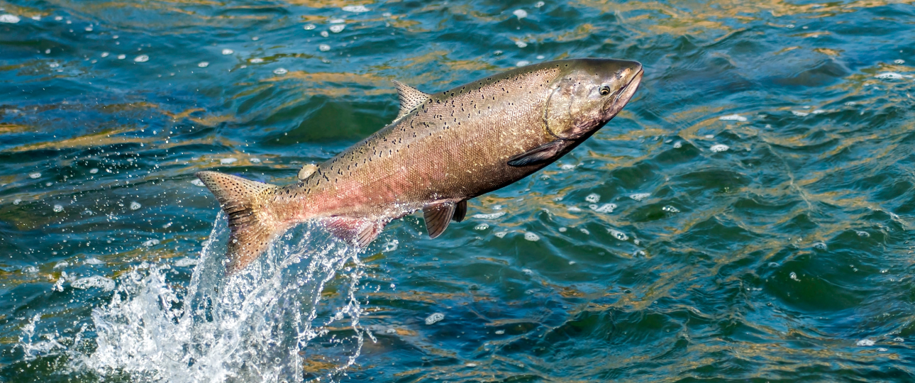Conoce a tu enemigo: Estudio revela la compleja relación entre P. salmonis y sus fagos, clave para una salmonicultura más sustentable