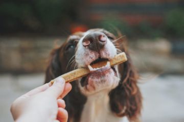 Inocuidad de los alimentos para mascotas y su relación con la salud humana